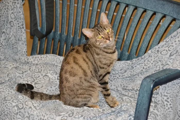 Sabine, puppy Mixed Breed Cat for adoption at Tierheim Paderborn, Paderborn
