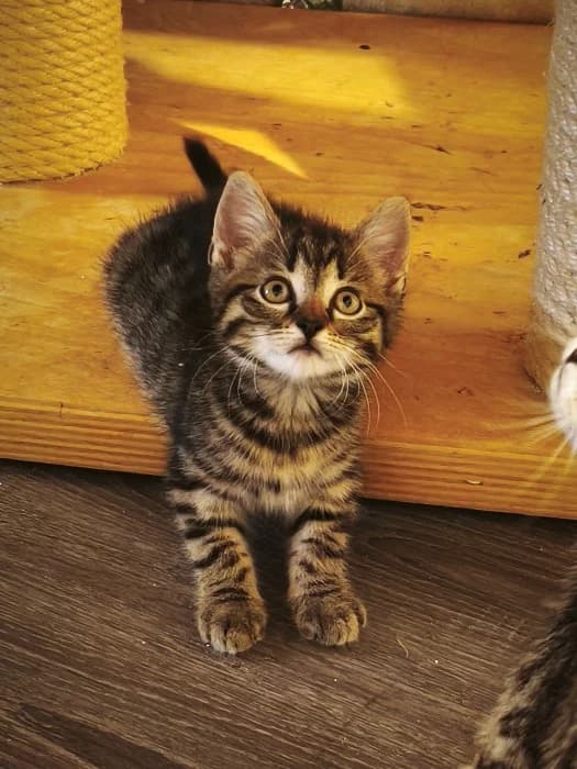 Salem und Samu, puppy mixed breed for adoption at Tierheim Paderborn, Paderborn
