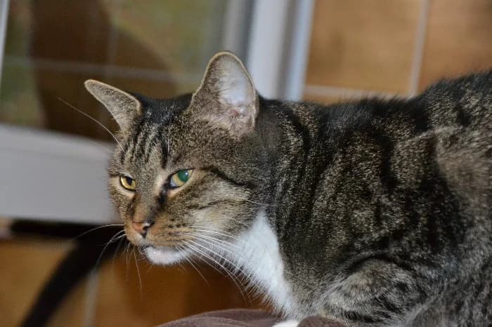 Schubi, male senior mixed breed for adoption at Tierheim Paderborn, Paderborn