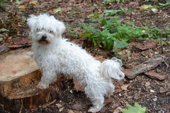 Simba, 7yo Maltese for adoption at Tierheim Paderborn, Paderborn