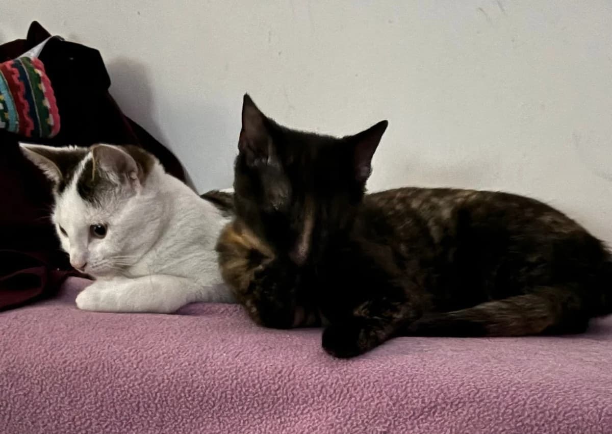 Susi + Pünktchen, puppy Mixed Breed Cat for adoption at Tierheim Paderborn, Paderborn