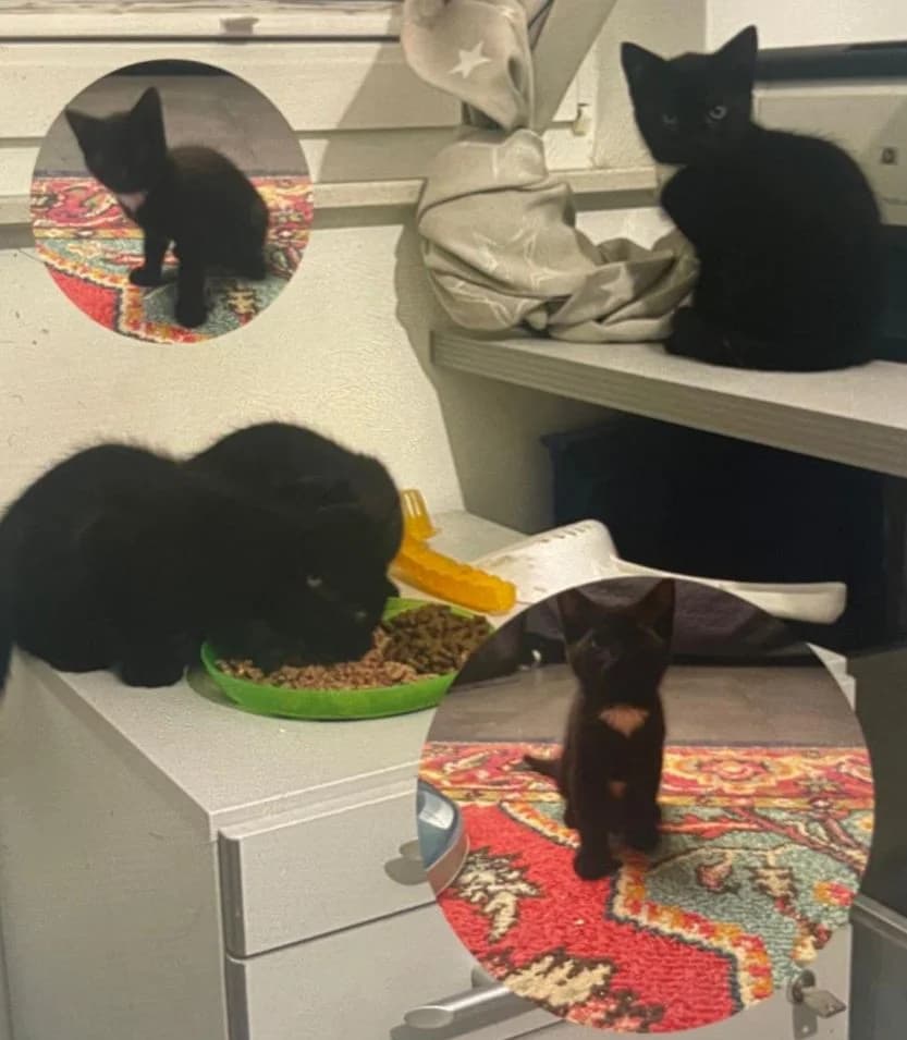 Tom, Alfred & Otto, puppy mixed breed for adoption at Tierheim Paderborn, Paderborn