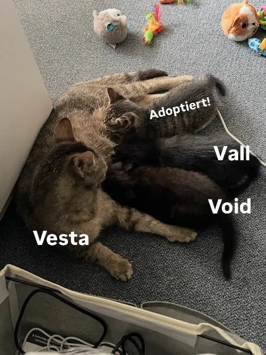 Vesta, Void & Vida, grau Mixed Breed Cat for adoption at Tierheim Paderborn, Paderborn