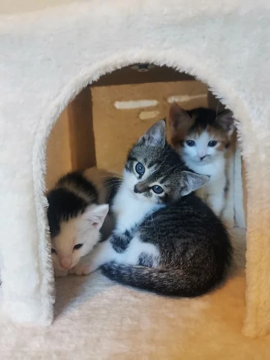 Vier Musketiere, Mixed Breed Cat for adoption at Tierheim Paderborn, Paderborn