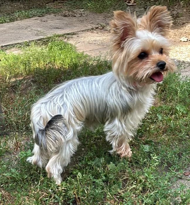 Wilma, female Yorkshire Terrier for adoption at Tierheim Paderborn, Paderborn