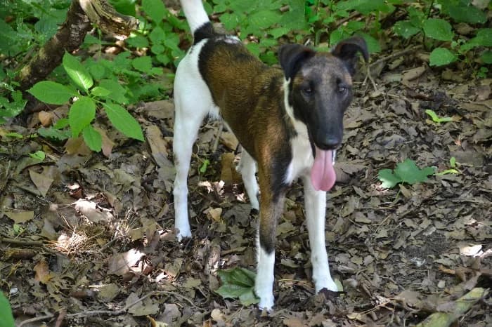 Wim, 5yo mixed breed for adoption at Tierheim Paderborn, Paderborn