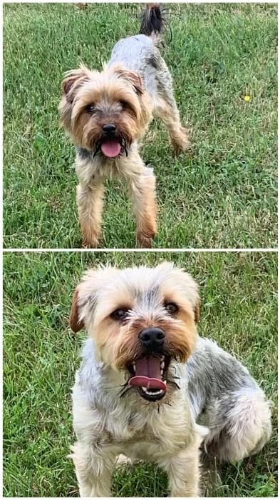 Yorkshire-Terrier, male young mixed breed for adoption at Tierheim Paderborn, Paderborn