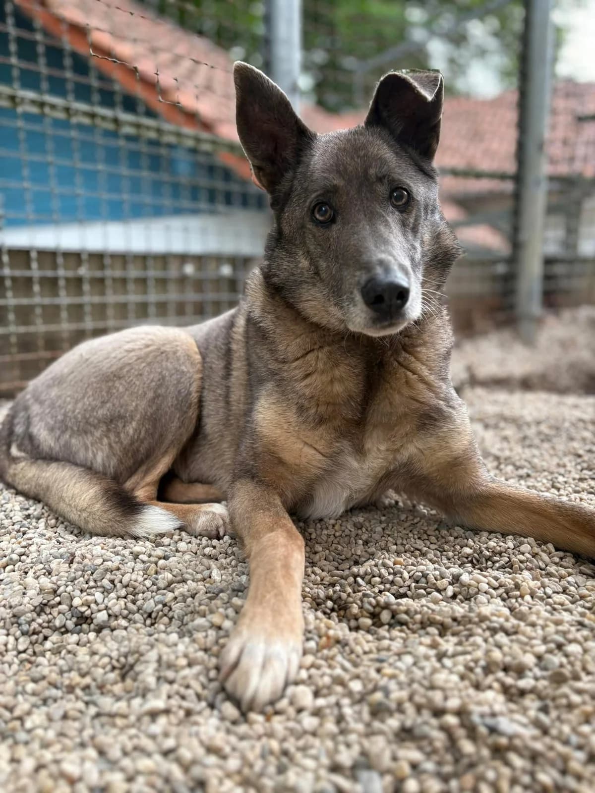 Freya, female senior Mixed Breed for adoption at Tierheim Passau, Passau