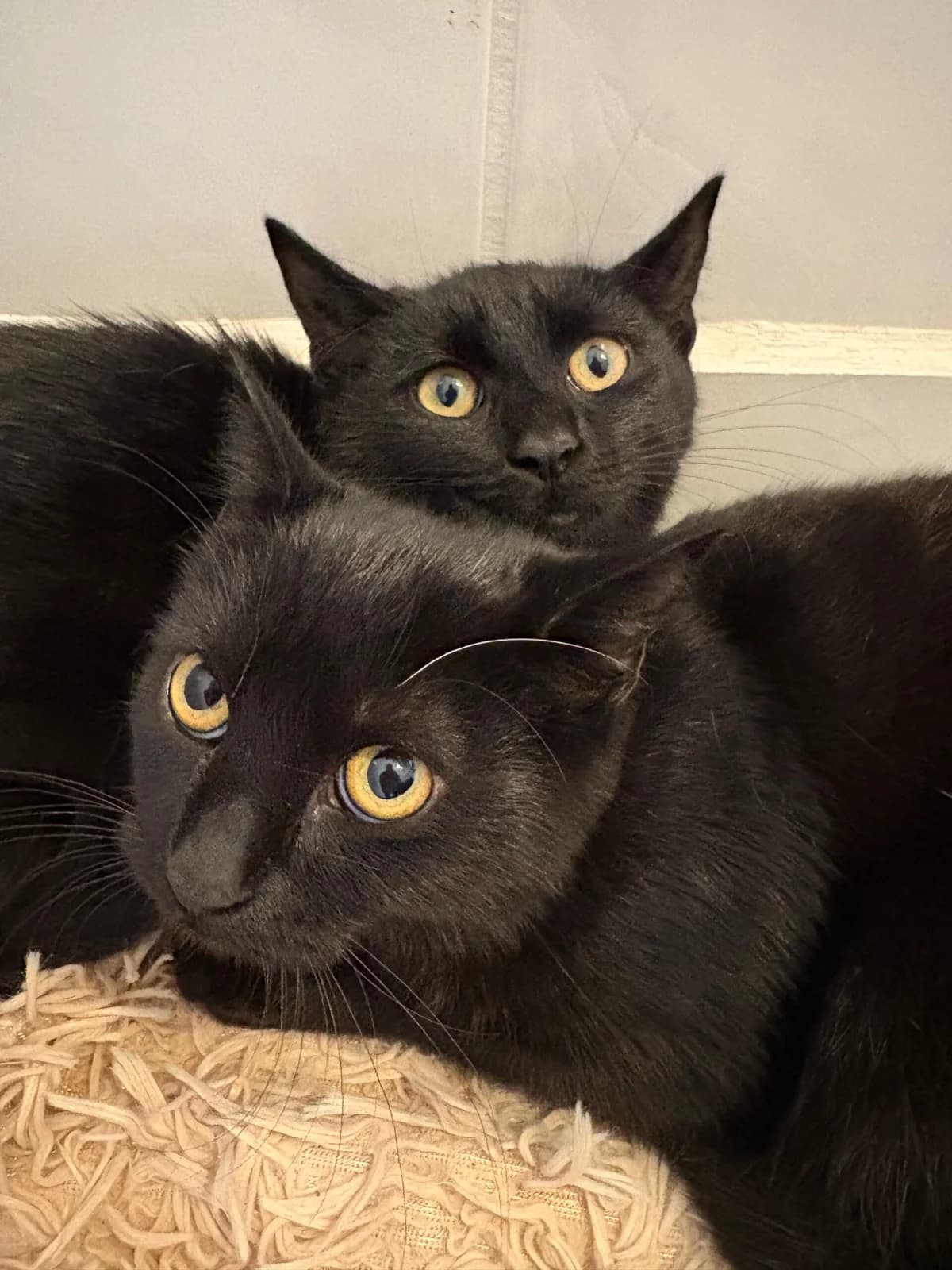 Gisela & Seraphina, Mixed Breed for adoption at Tierheim Passau, Passau