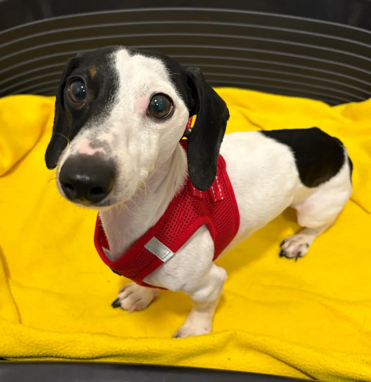 Karli, male 4yo Dachshund for adoption at Tierheim Passau, Passau