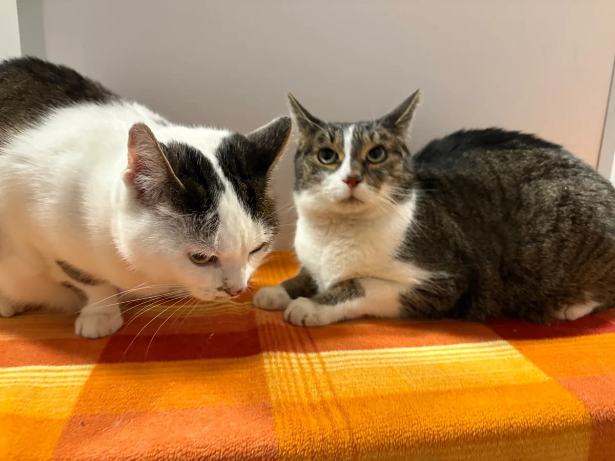 Leni & Lotus, Mixed Breed for adoption at Tierheim Passau, Passau