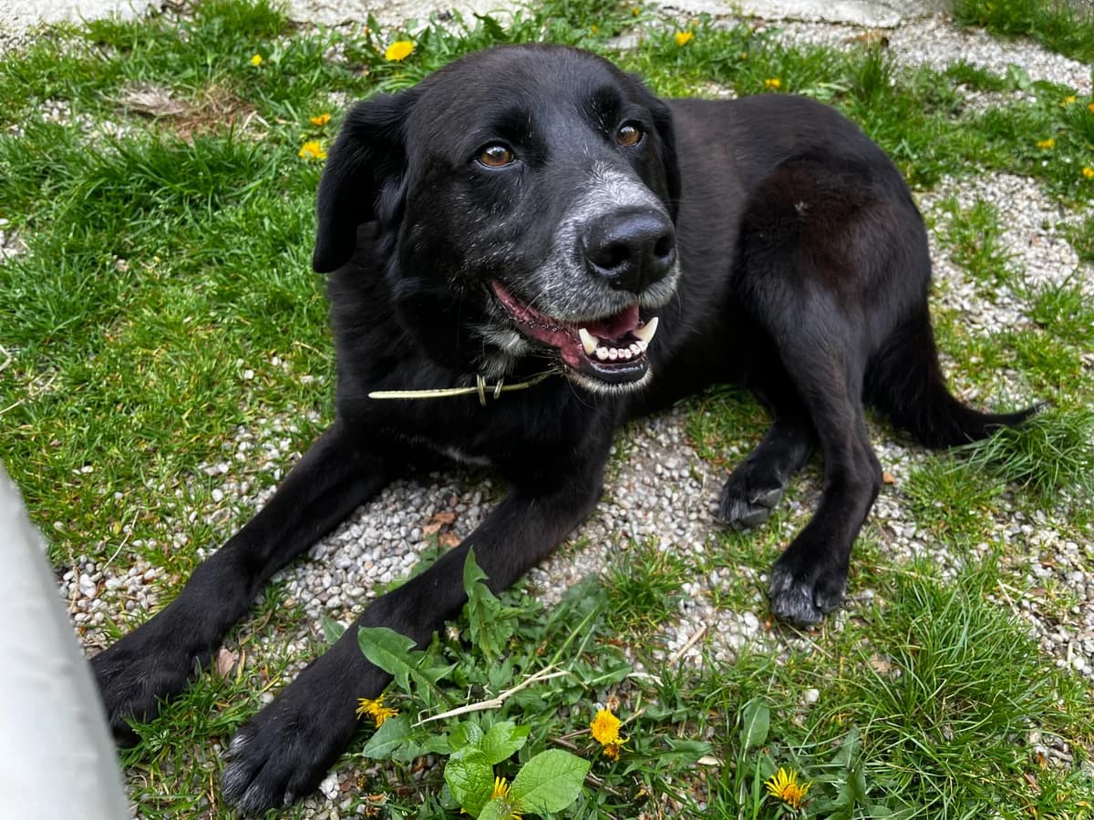 Vince, male 4yo Mixed Breed for adoption at Tierheim Passau, Passau