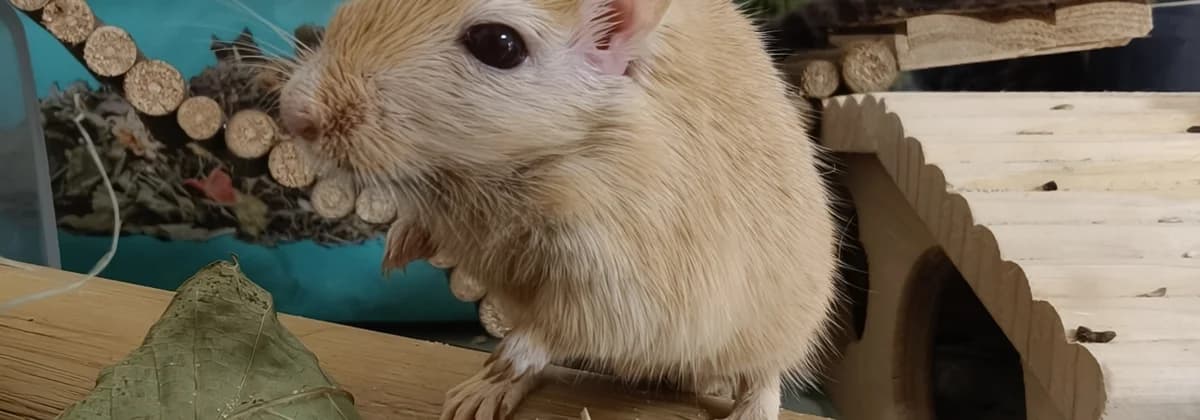Goldy, beige male senior Mixed Breed for adoption at Tierheim Peine, Peine