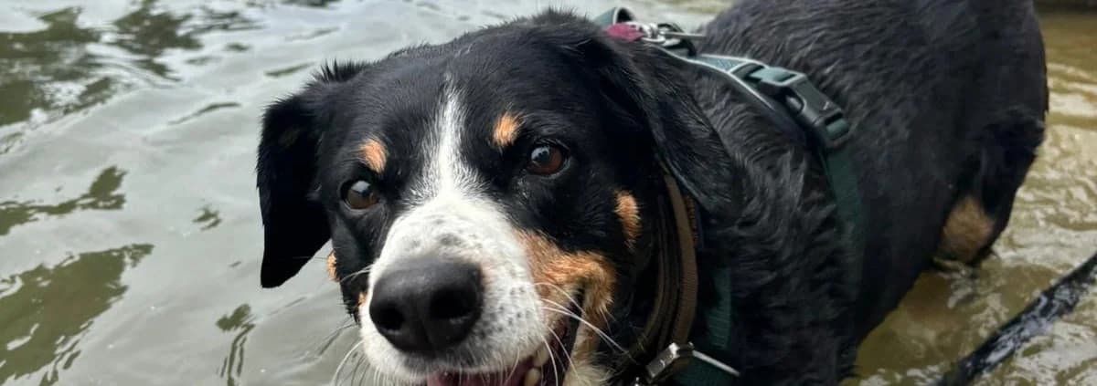 AMY, female puppy Mixed Breed for adoption at Tierheim Peine, Peine
