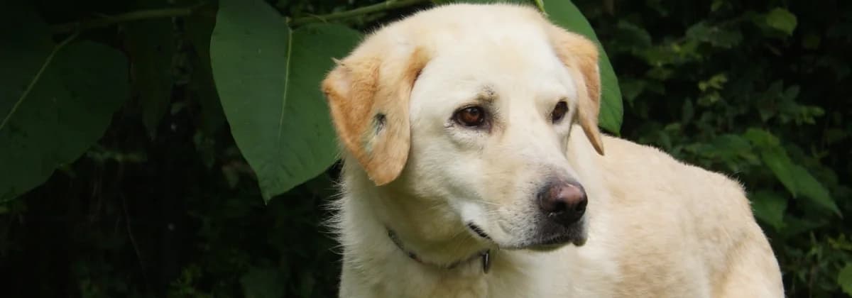 ATLAS, male puppy Mixed Breed for adoption at Tierheim Peine, Peine