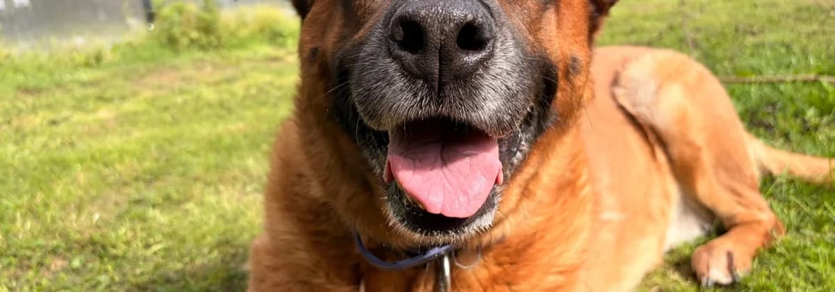CLEMENTINE, female senior Mixed Breed for adoption at Tierheim Peine, Peine