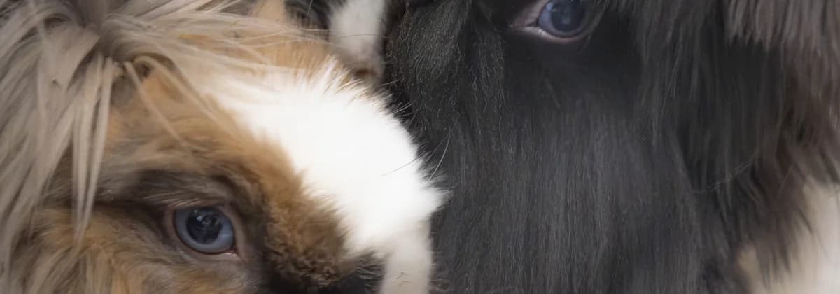 David & Hayley Hasselhop, braun male 3yo Mixed Breed for adoption at Tierheim Peine, Peine