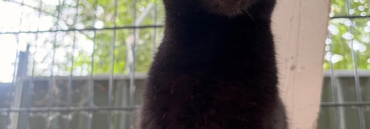 FIENCHEN, female 5yo Mixed Breed for adoption at Tierheim Peine, Peine