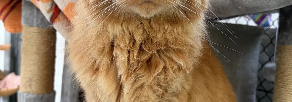 Garfield, male senior Mixed Breed for adoption at Tierheim Peine, Peine