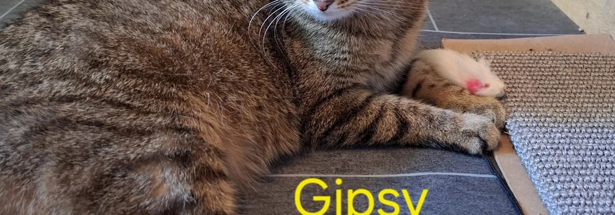 Gypsy *Reserviert*, female young Mixed Breed for adoption at Tierheim Peine, Peine