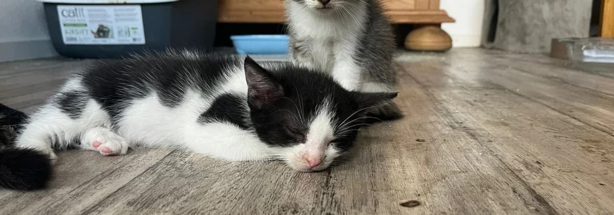 Kitten Prien *Pflegestelle*, schwarz male puppy Mixed Breed for adoption at Tierheim Peine, Peine