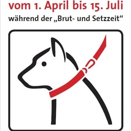 Leinenpflicht, 6yo Mixed Breed for adoption at Tierheim Peine, Peine