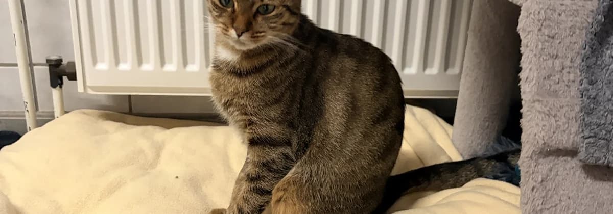Mammina, female 3yo Mixed Breed for adoption at Tierheim Peine, Peine