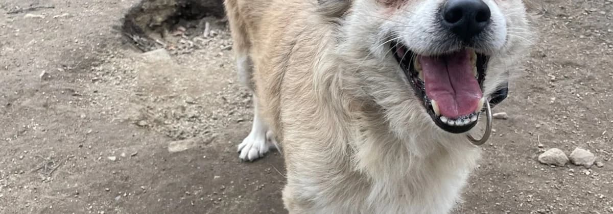 MARTHA *Pflegestelle gesucht*, braun female senior Mixed Breed for adoption at Tierheim Peine, Peine