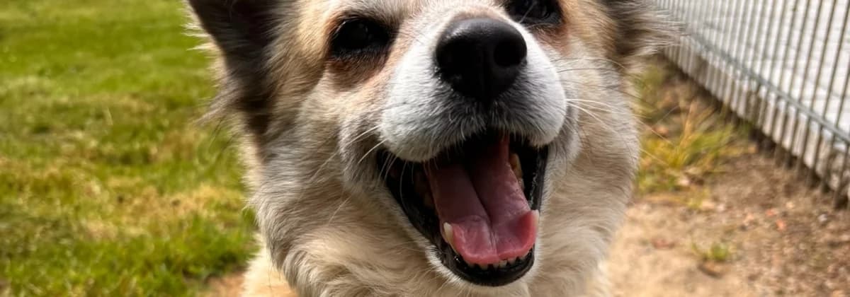 MARTHA, braun female senior Mixed Breed for adoption at Tierheim Peine, Peine