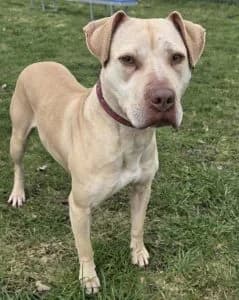 MATHEA, female 4yo Mixed Breed for adoption at Tierheim Peine, Peine