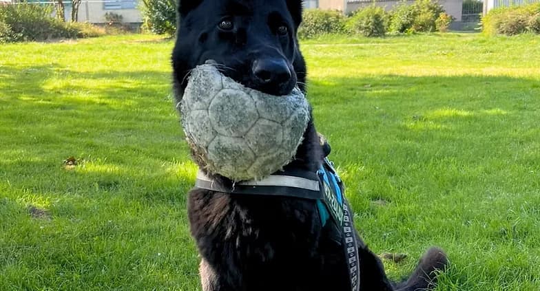 MERLIN, male senior Mixed Breed for adoption at Tierheim Peine, Peine