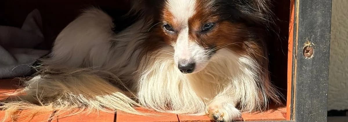 Moncherry *Gastvermittlung*, male 6yo Mixed Breed for adoption at Tierheim Peine, Peine