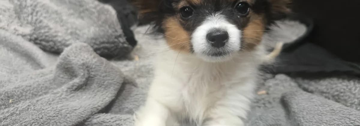 Schoko *Gastvermittlung*, schoko female puppy Mixed Breed for adoption at Tierheim Peine, Peine