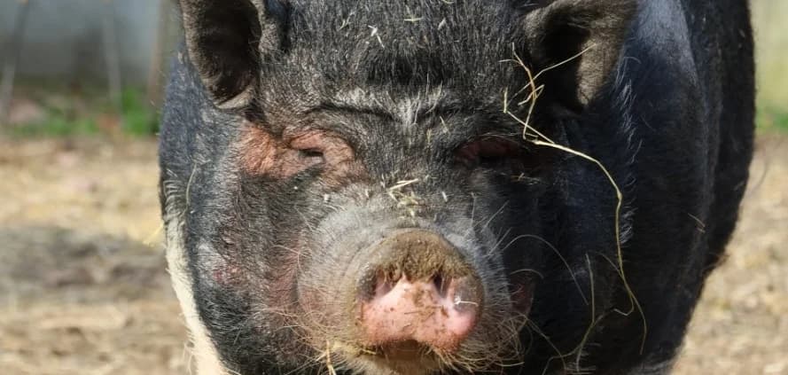 Susi & Piggeldy, grau male senior Mixed Breed for adoption at Tierheim Peine, Peine