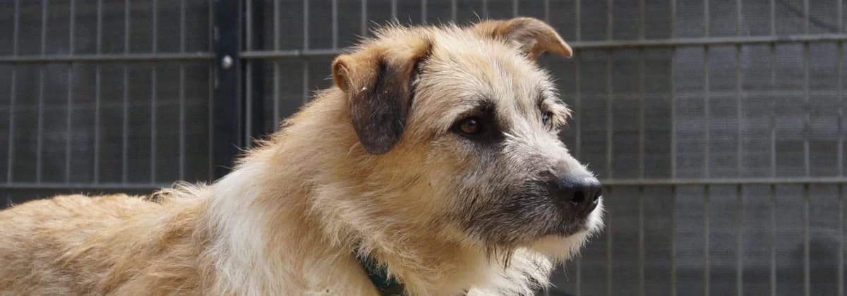 TITAN, beige male 3yo Mixed Breed for adoption at Tierheim Peine, Peine