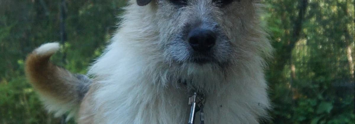 TITAN, beige male 3yo Mixed Breed for adoption at Tierheim Peine, Peine
