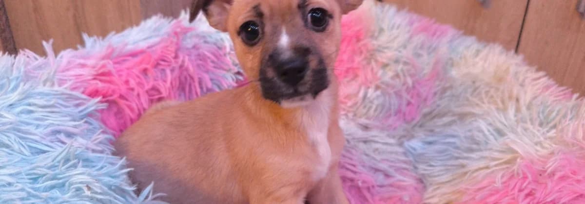 Dog welpen, male puppy Mixed Breed for adoption at Tierheim Peine, Peine