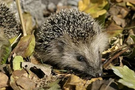 Wildtier gefunden? – IgelNetzwerk, young Mixed Breed for adoption at Tierheim Peine, Peine