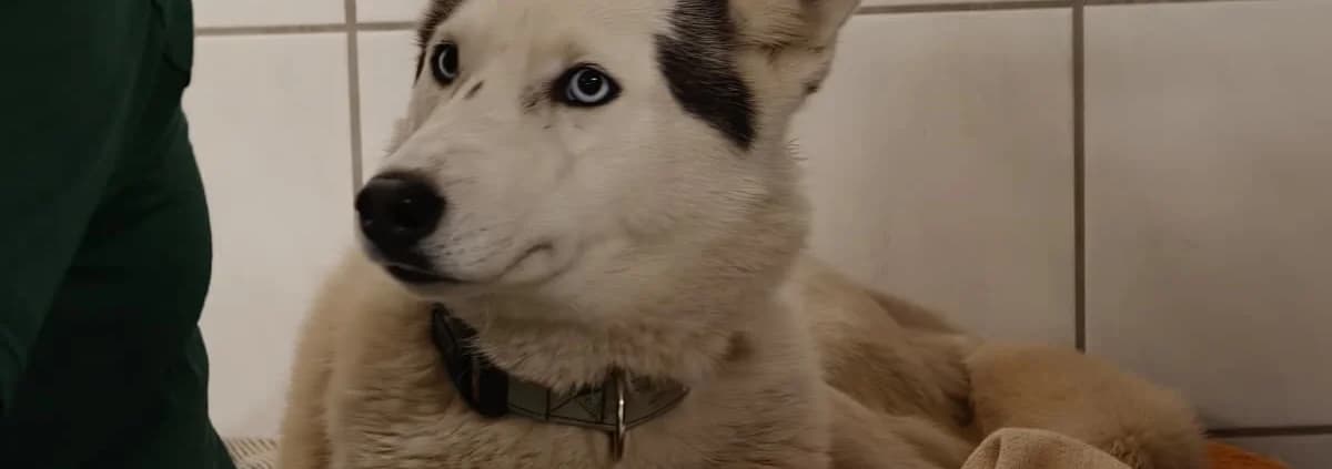 YUMA, grau female 3yo Mixed Breed for adoption at Tierheim Peine, Peine