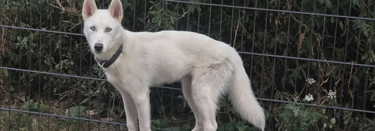 Zeus *Pflegestelle*, weiร male puppy Mixed Breed for adoption at Tierheim Peine, Peine