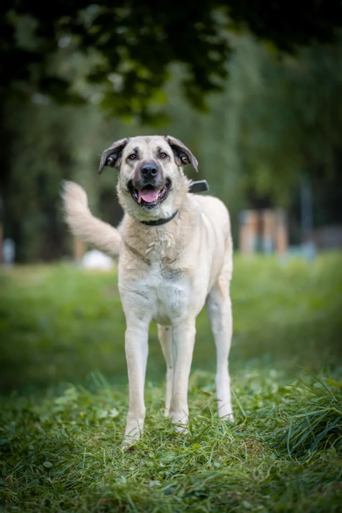Izmir, female 5yo Mixed Breed for adoption at Tierheim Pforzheim, Pforzheim