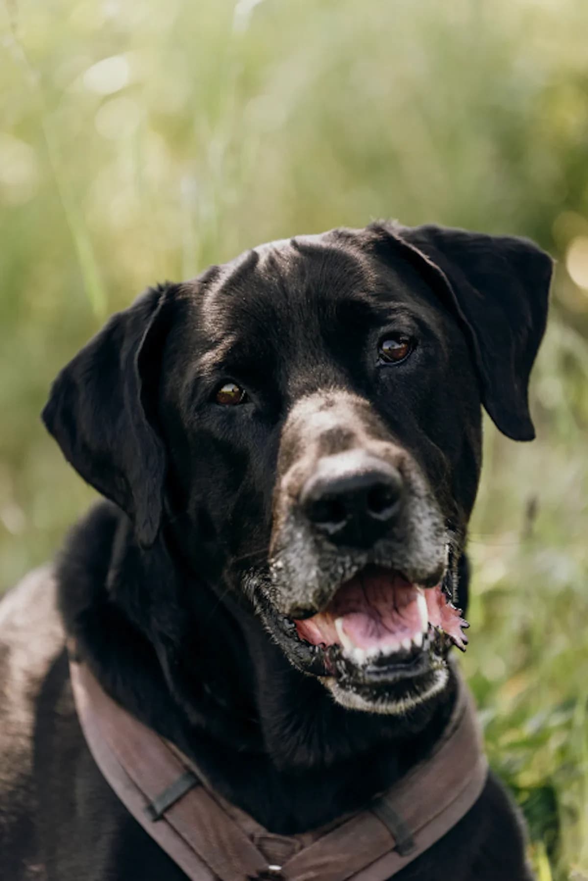 Mannie, male 7yo Labrador Retriever for adoption at Tierheim Pforzheim, Pforzheim
