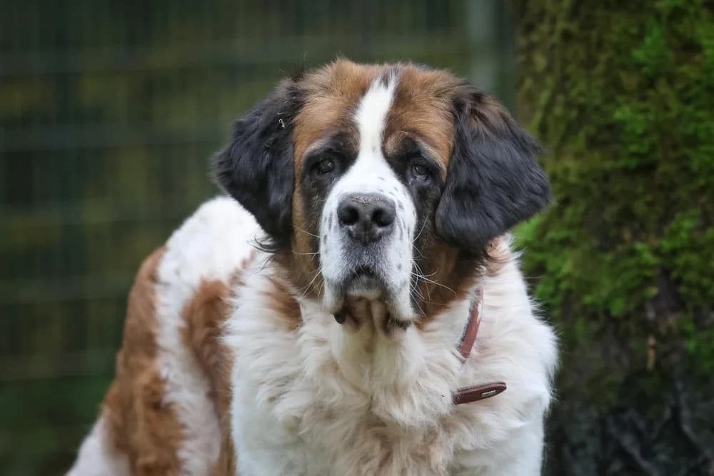 Mia (und Oskar), senior Mixed Breed for adoption at Tierheim Pirmasens, Pirmasens