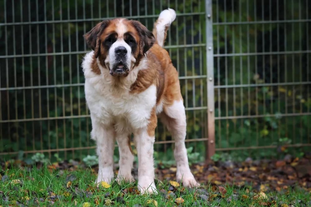 Oskar (und Mia), senior Mixed Breed for adoption at Tierheim Pirmasens, Pirmasens