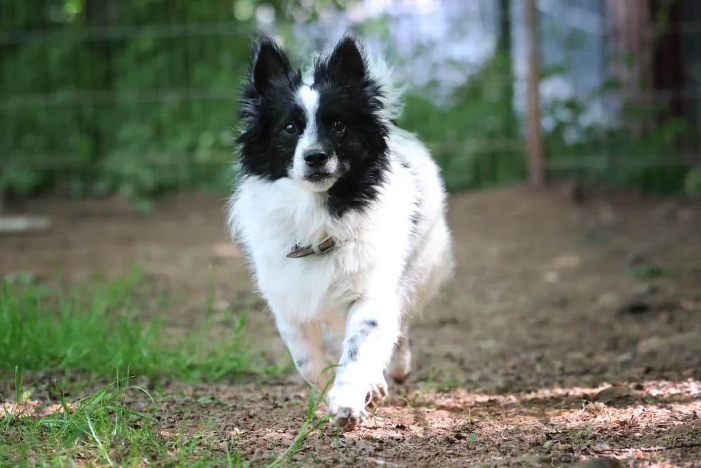 Skittle, senior Mixed Breed for adoption at Tierheim Pirmasens, Pirmasens