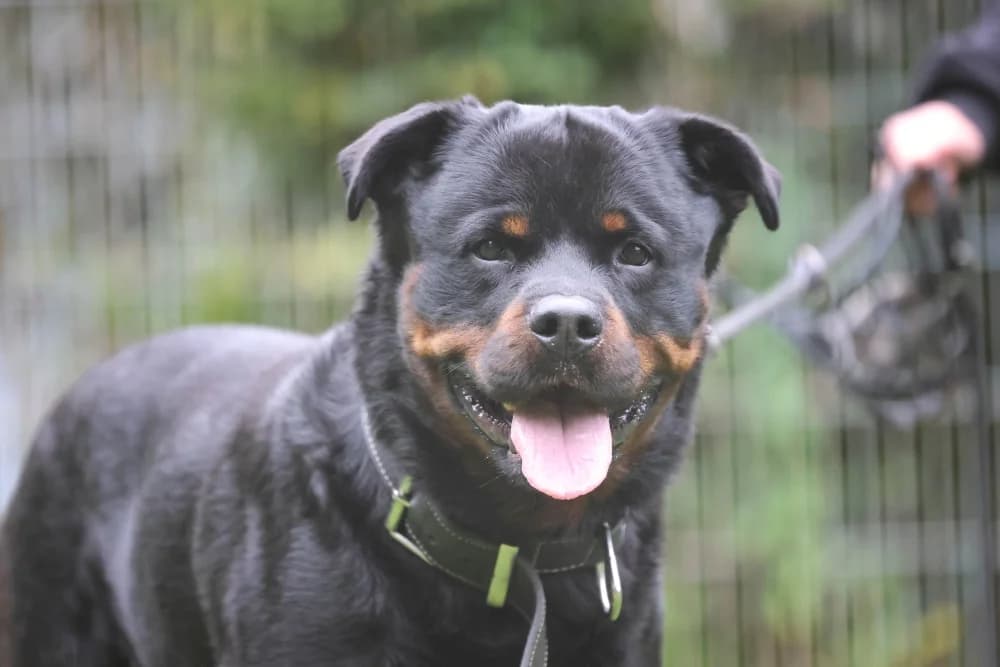 Thanos, female mixed breed for adoption at Tierheim Pirmasens, Pirmasens