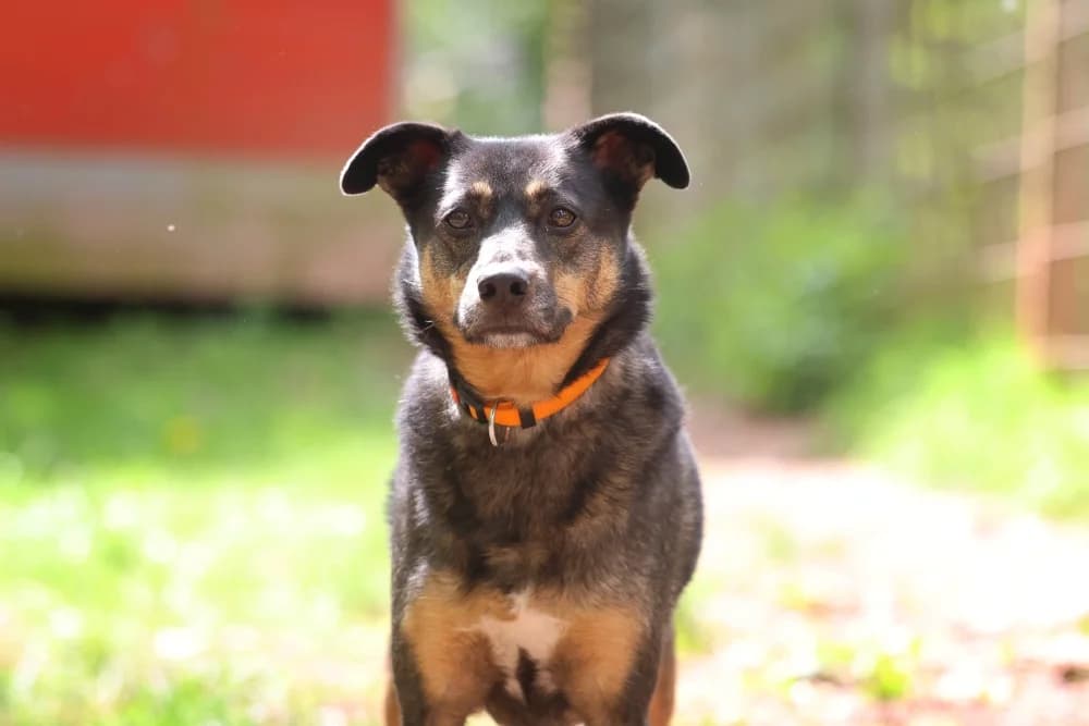 Betty, female 4yo Mixed Breed for adoption at Tierheim Pirmasens, Pirmasens