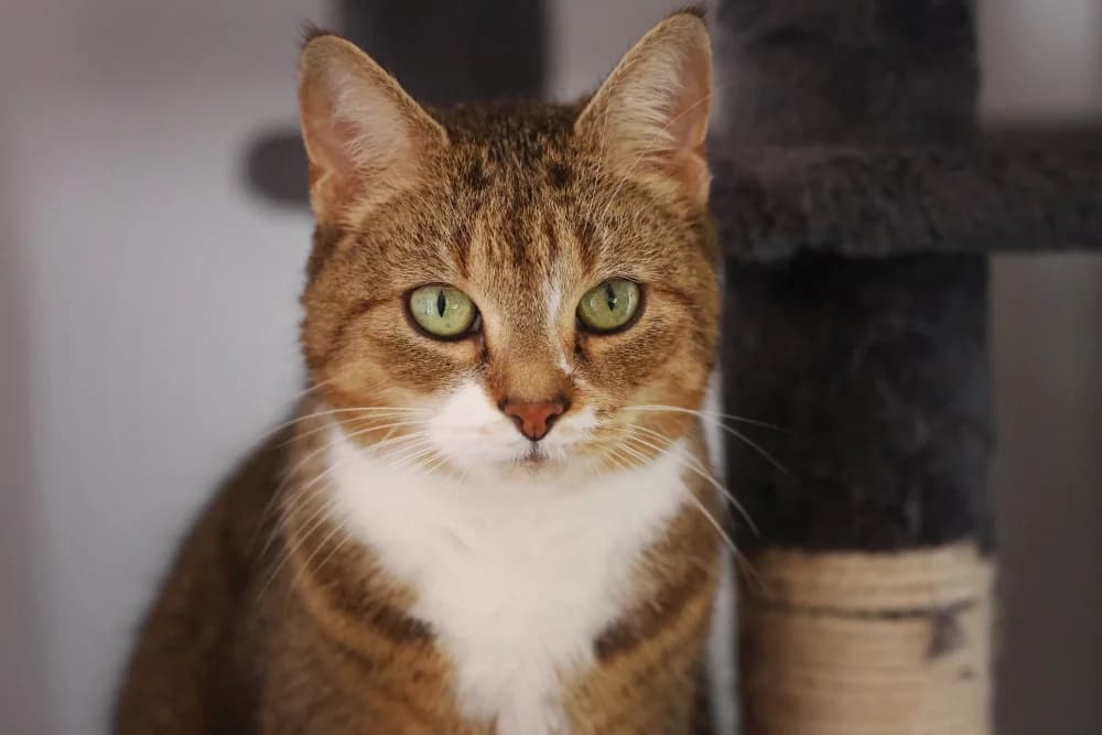 Mia (unbedingt zusammen mit Mio), senior Mixed Breed for adoption at Tierheim Pirmasens, Pirmasens