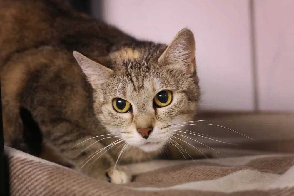 Tutu, female 3yo Mixed Breed for adoption at Tierheim Pirmasens, Pirmasens