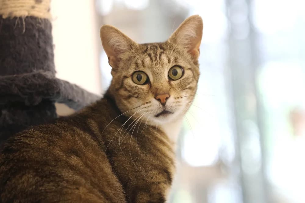 Buddy, 3yo Mixed Breed for adoption at Tierheim Pirmasens, Pirmasens